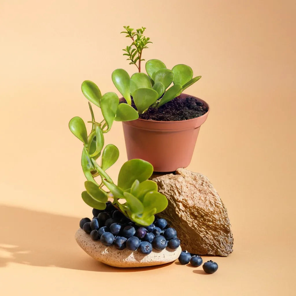 Close-up of a Hanging Crassula succulent plant in a terracotta pot from Plant Orbit, showcasing its cascading green leaves.