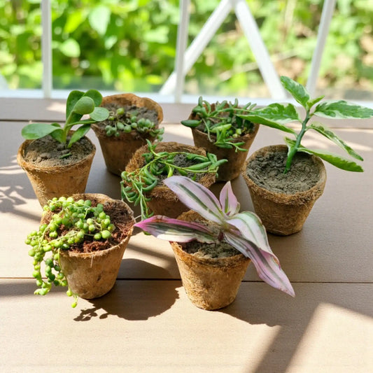 Hanging Plants Combo