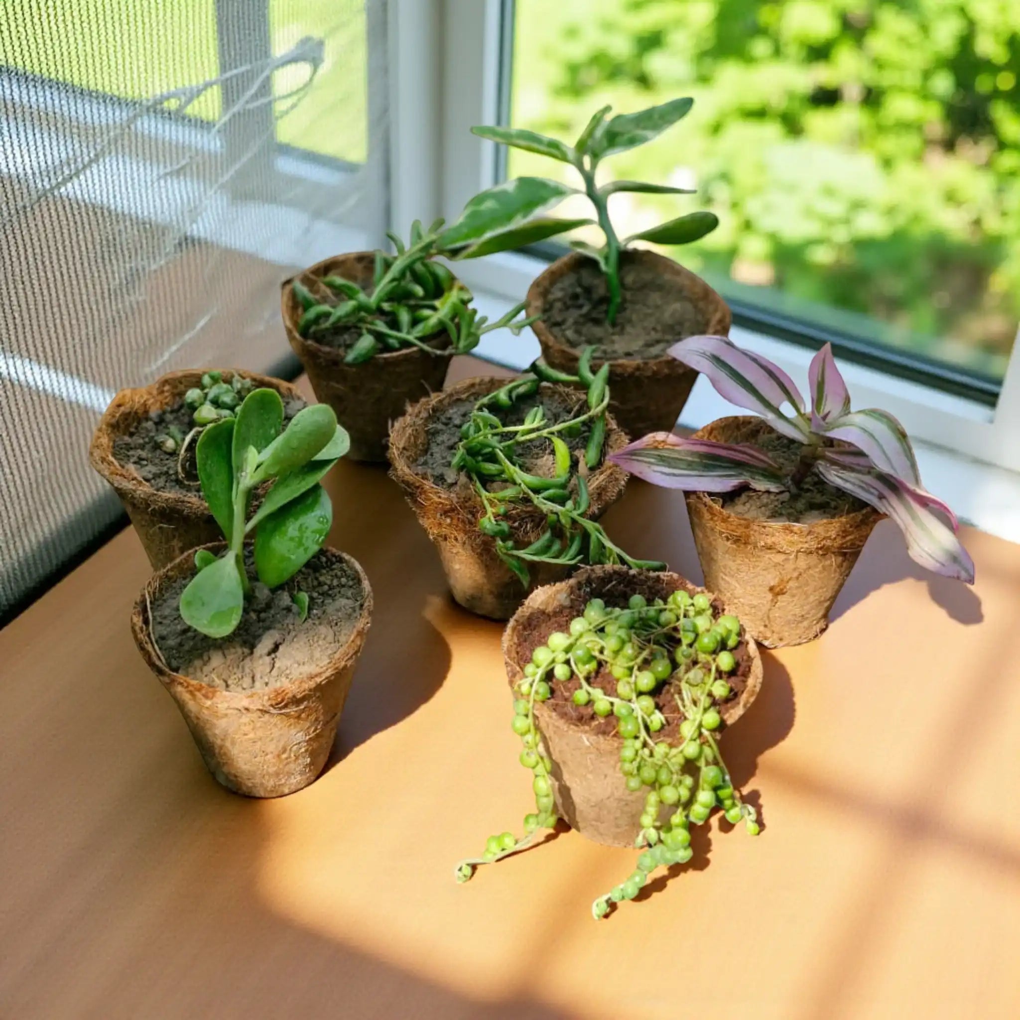 Succulent Combo  ( Bare-rooted )– Set of 7 Live Succulent Plants by Plant Orbit
