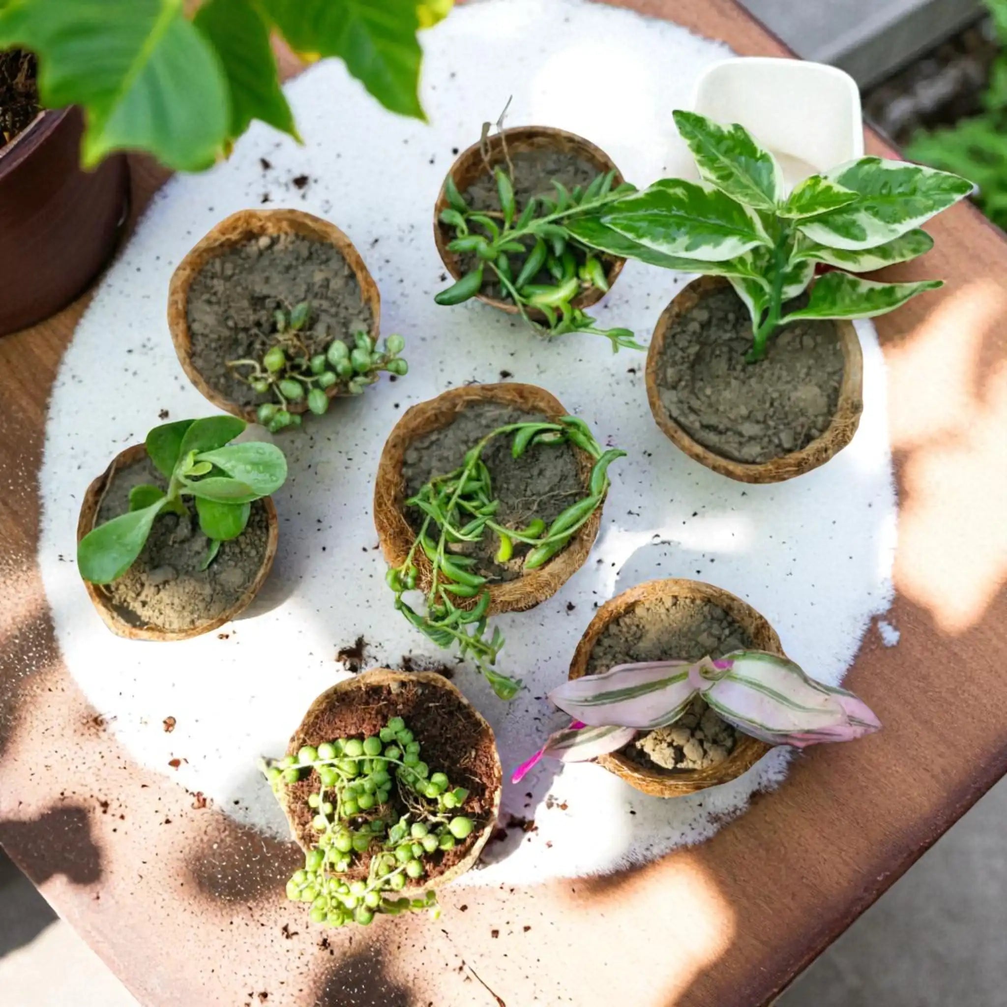 Succulent Combo  ( Bare-rooted )– Set of 7 Live Succulent Plants by Plant Orbit