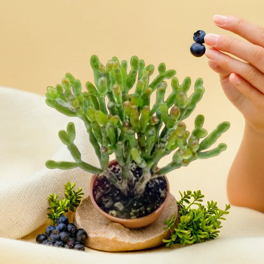 Hatiora Salicornioides succulent plant in a terracotta pot, surrounded by green foliage, showcased on a beige background for Plant Orbit.