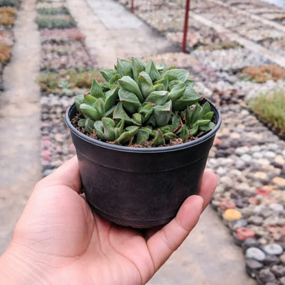 Haworthia Pygmea (Bare Rooted)