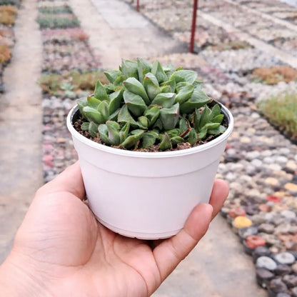 Haworthia Pygmea (Bare Rooted)