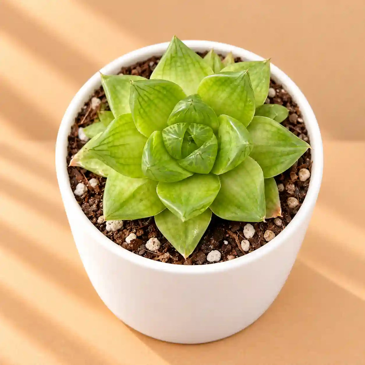 Haworthia Cymbiformis