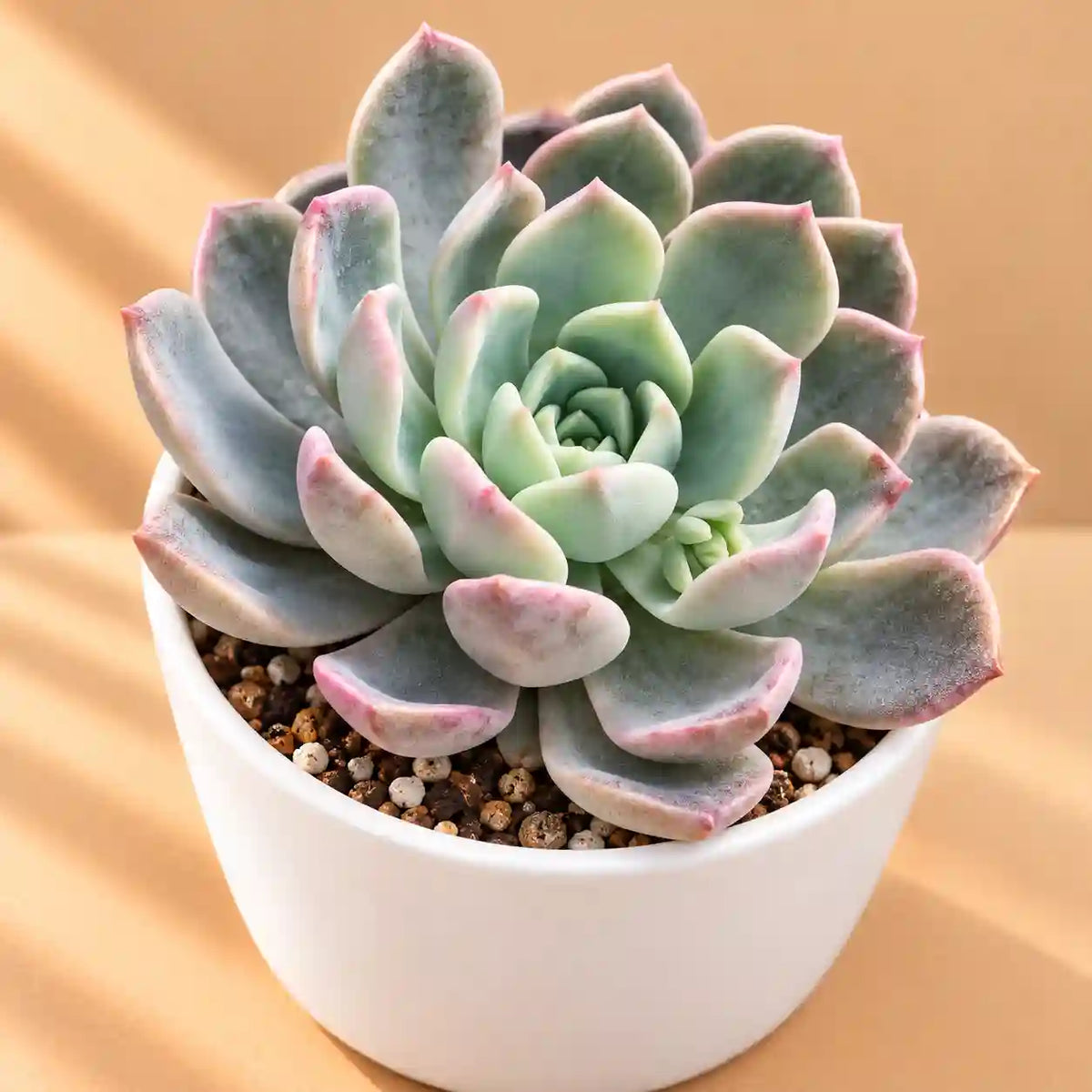Echeveria Elegans Hybrid
