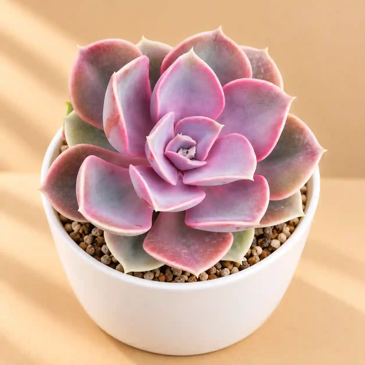 Echeveria 'Perle von Nürnberg'
