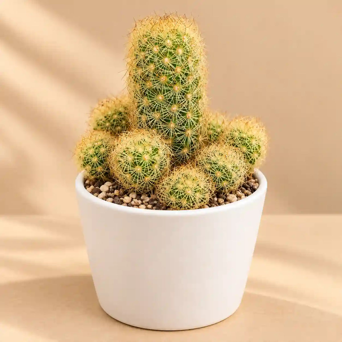 Mammillaria elongata Cactus