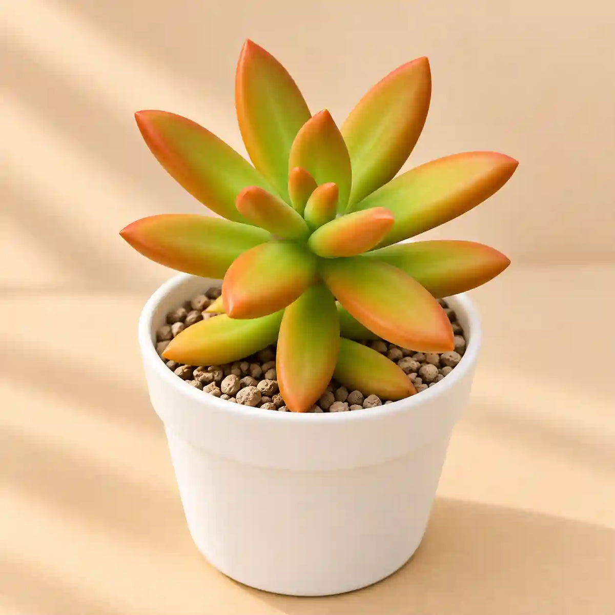 Sedum Nussbaumerianum