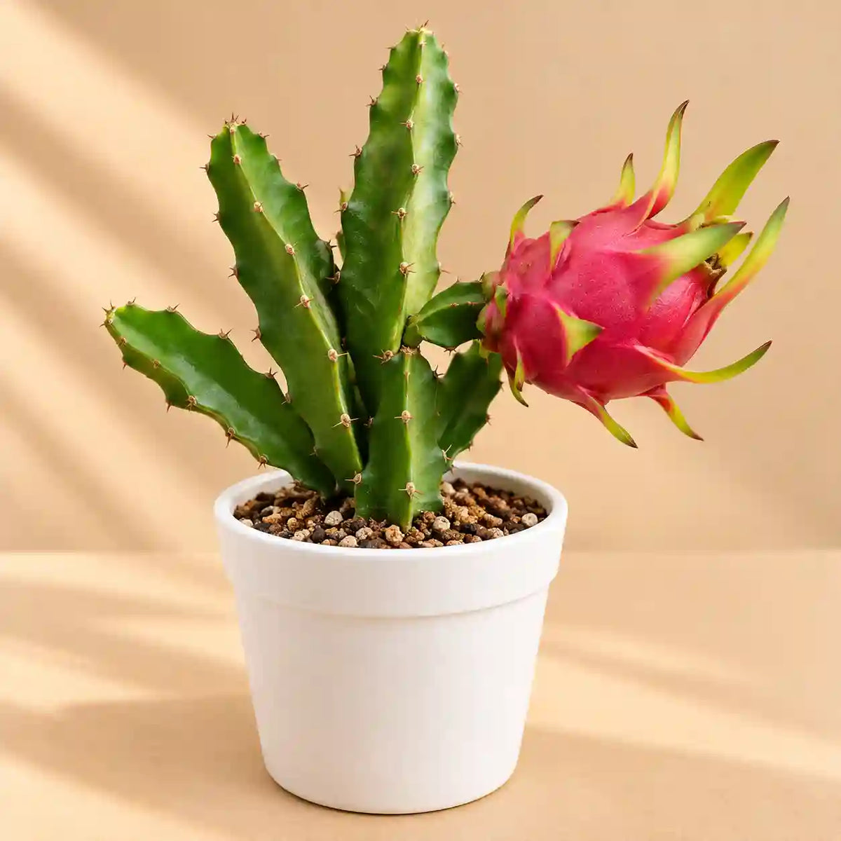 Dragon Fruit Plant