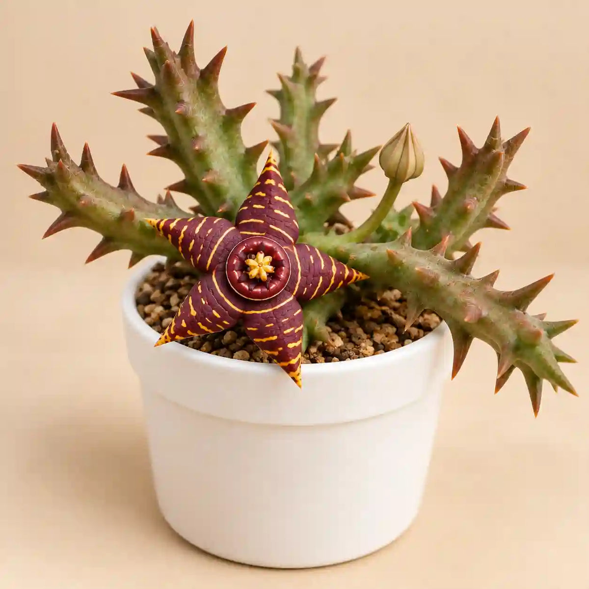 Orbea Halipedicola