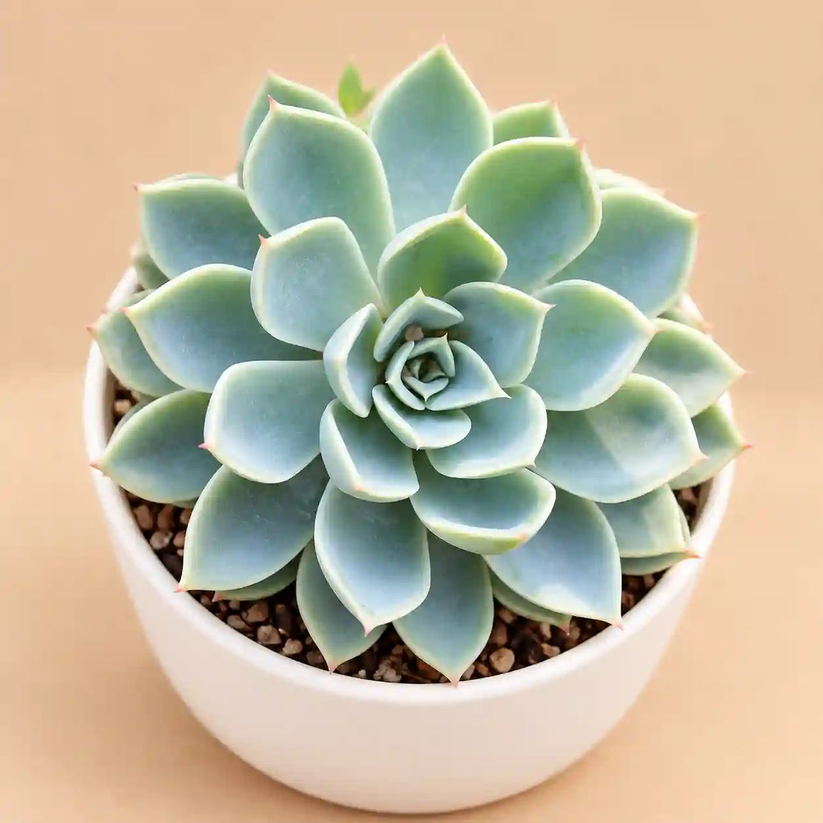 Echeveria Pansy