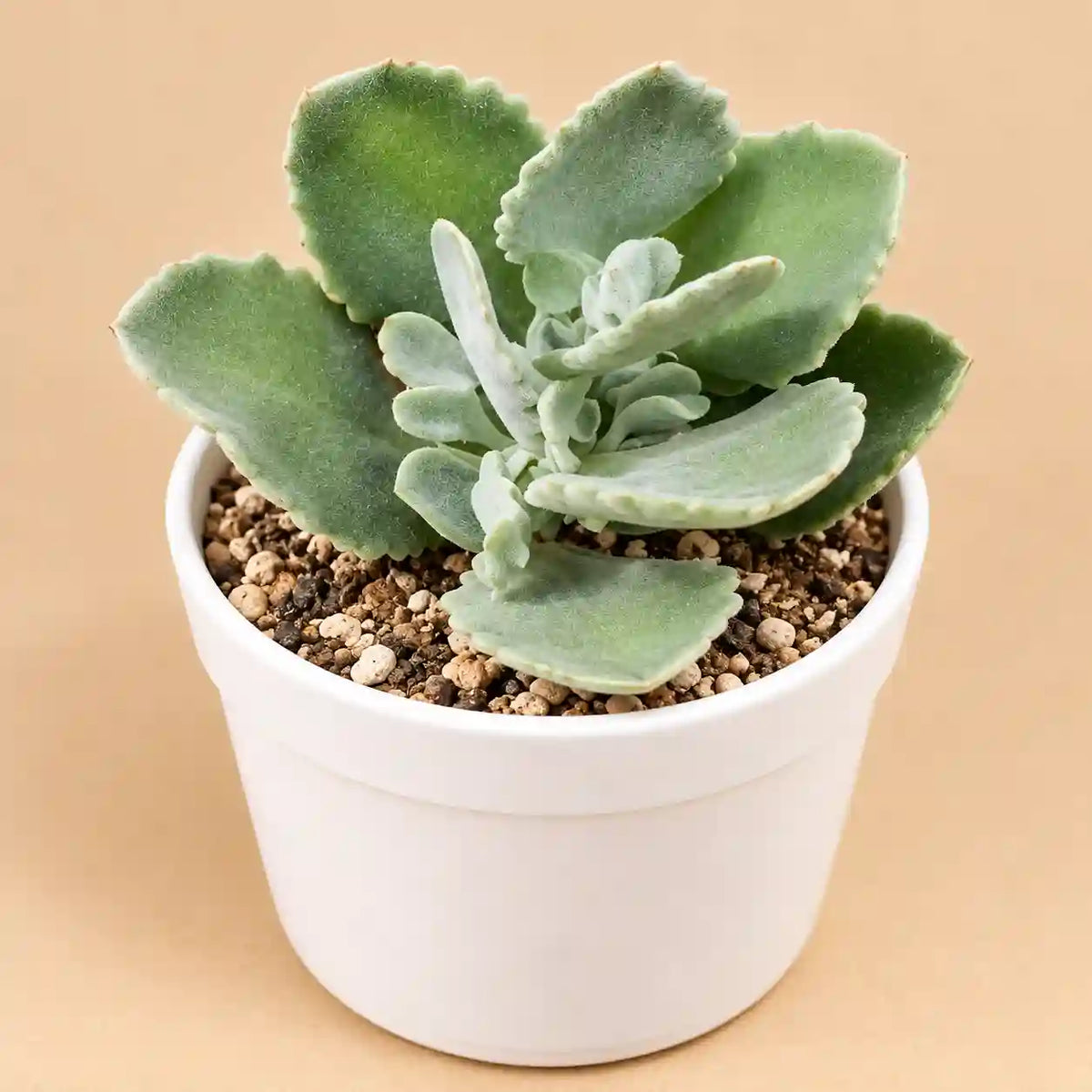 Kalanchoe Milioti