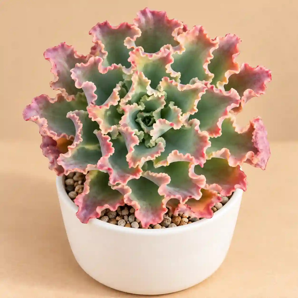 Echeveria Frill Curls