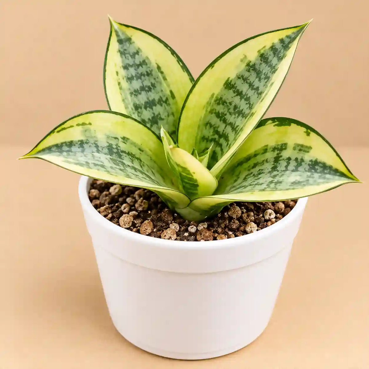Sansevieria Trifasciata 'Golden Hahnii'