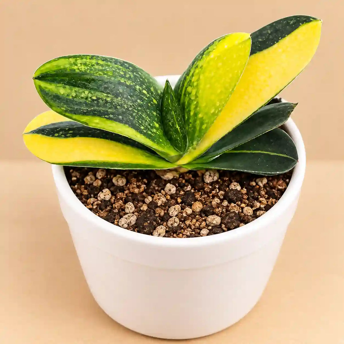 Gasteria Nitida Variegated