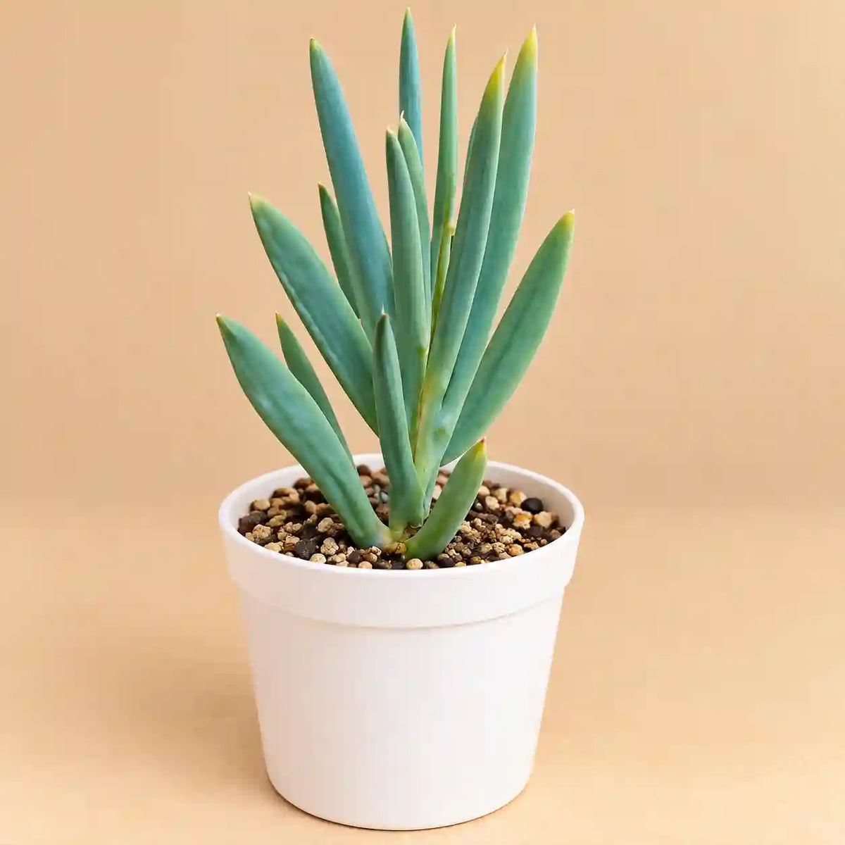 Senecio serpens