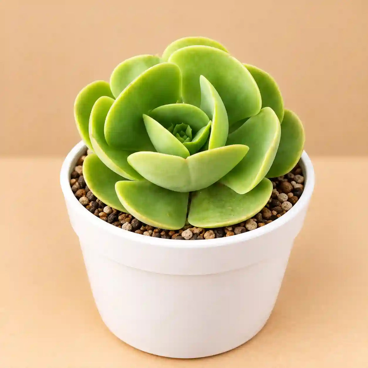 Echeveria Pallida