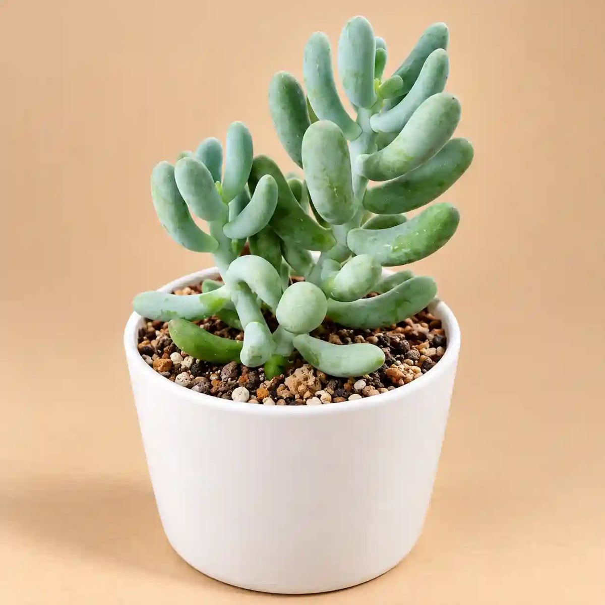 Sedum Allantoides