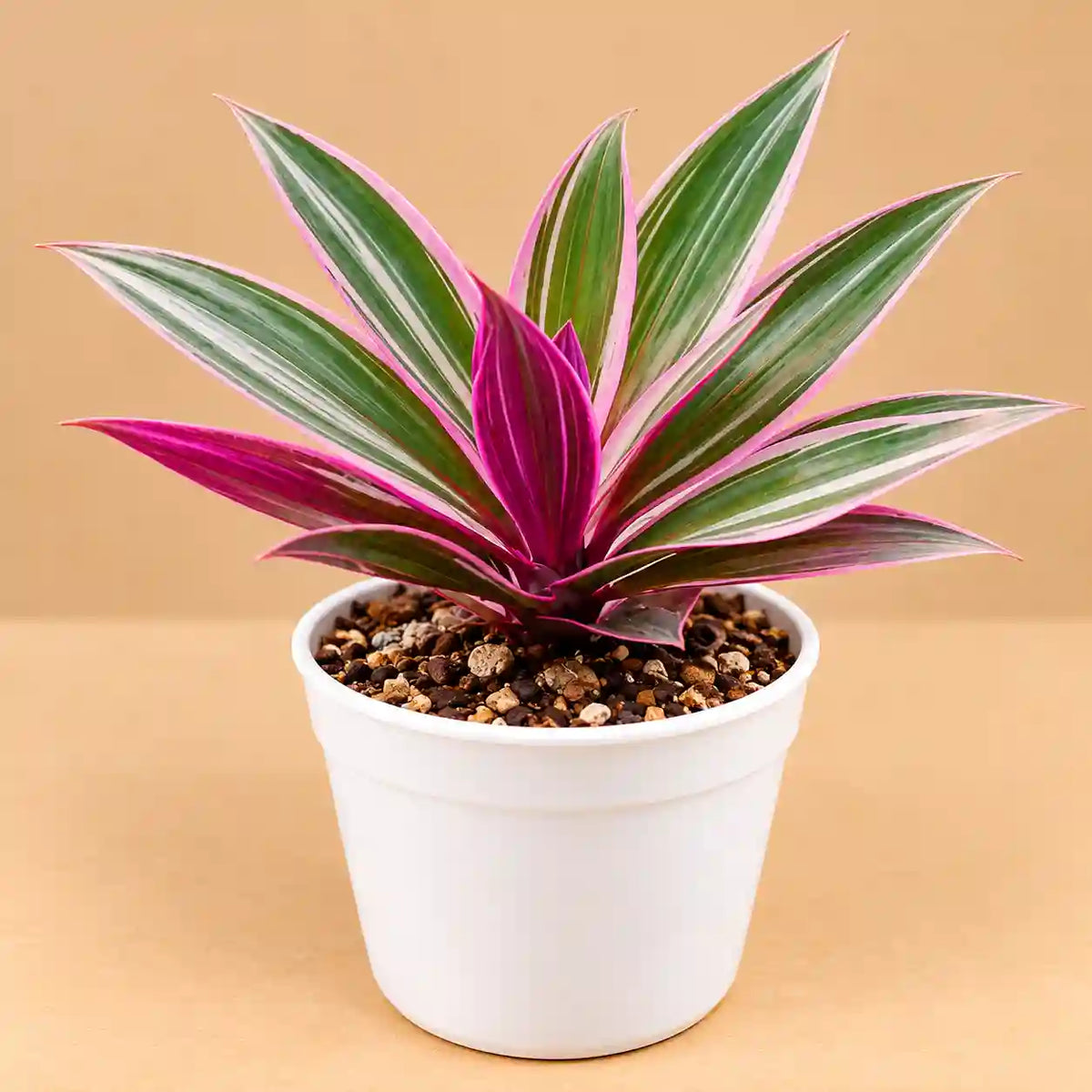 Tradescantia spathacea Rhoeo Plant