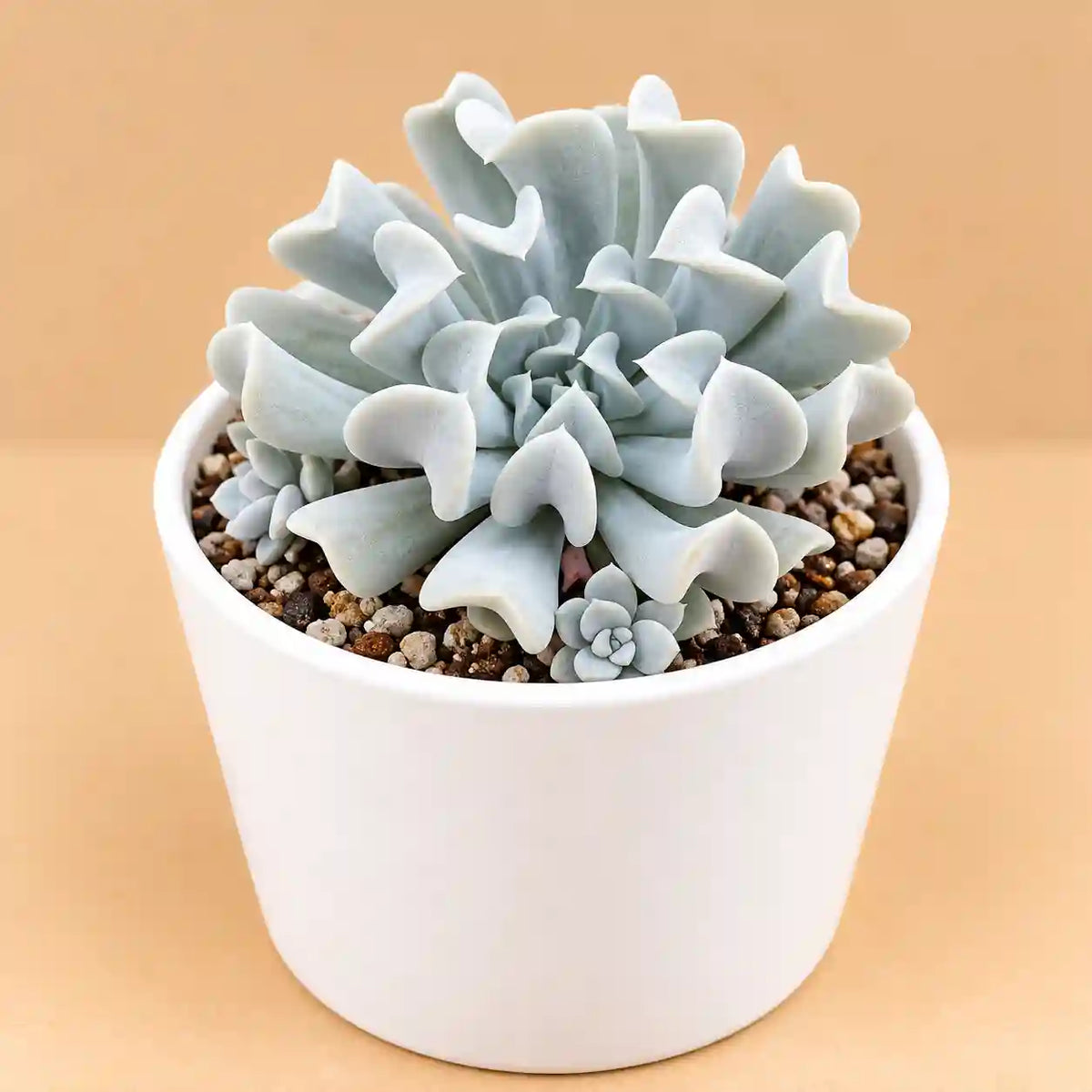 Echeveria Runyonii brain