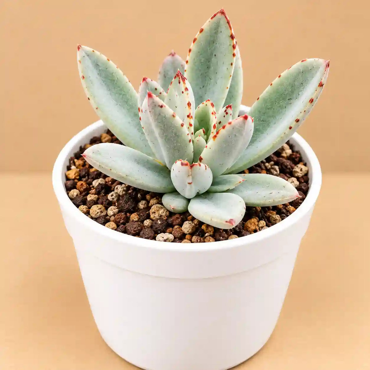 Kalanchoe Tomentosa