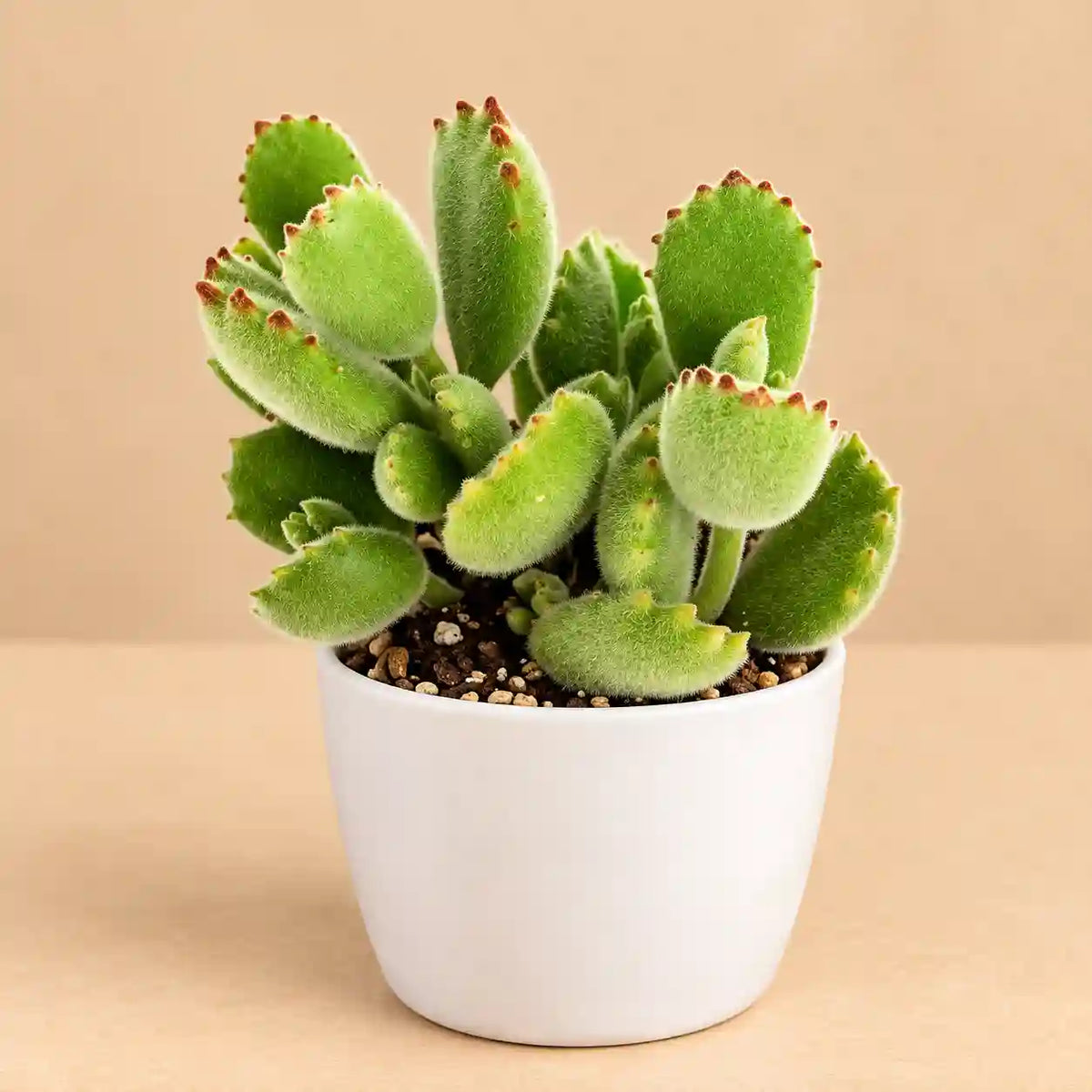 Cotyledon Tomentosa