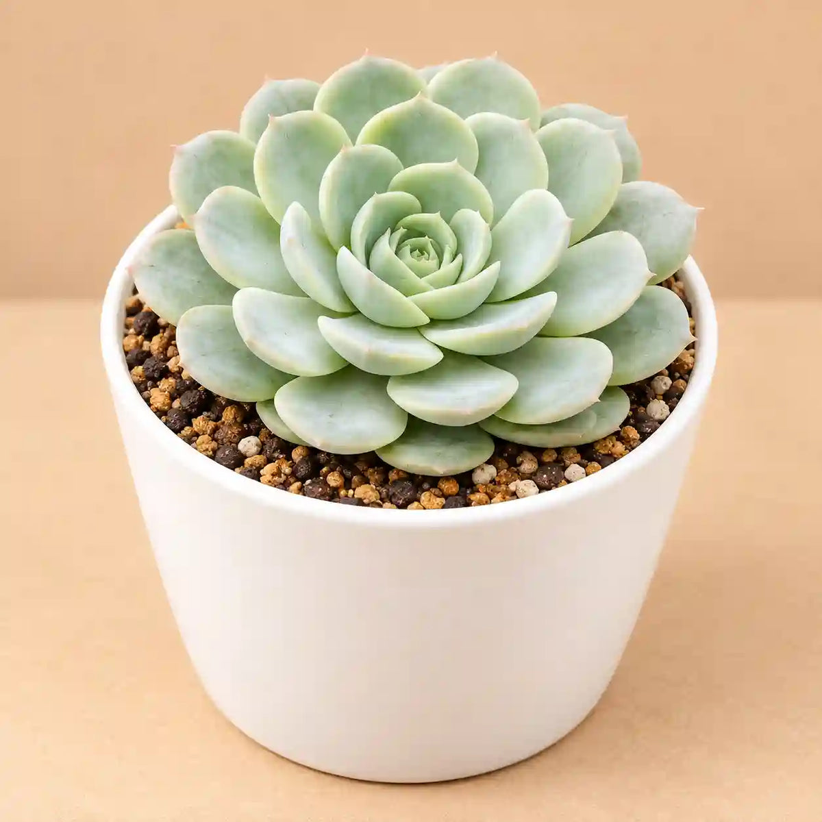 ECHEVERIA ON SLOW