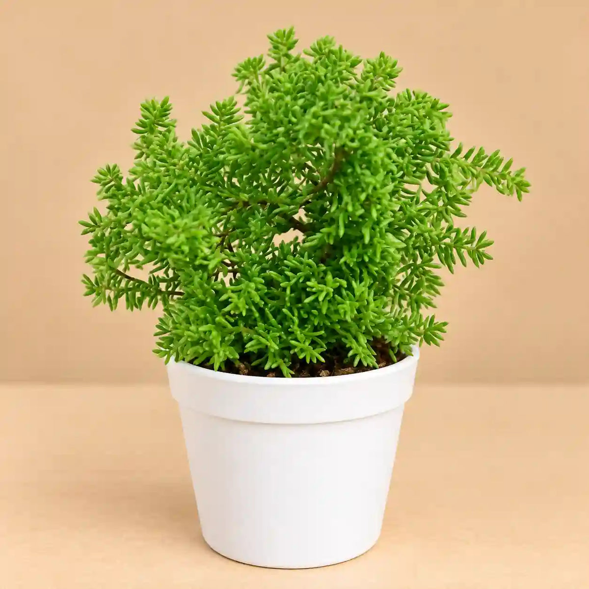 Sedum Lineare
