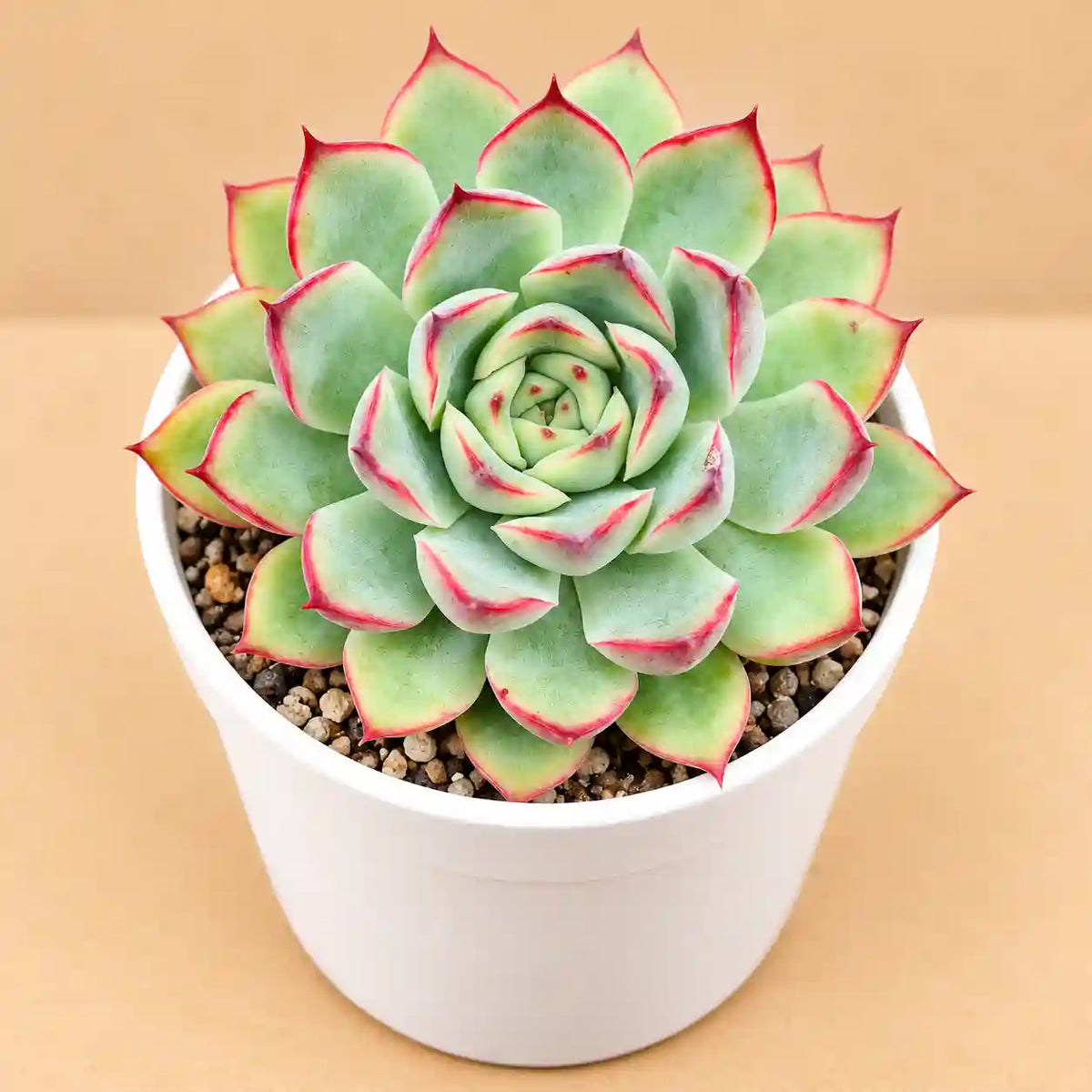 Echeveria Pulidonis