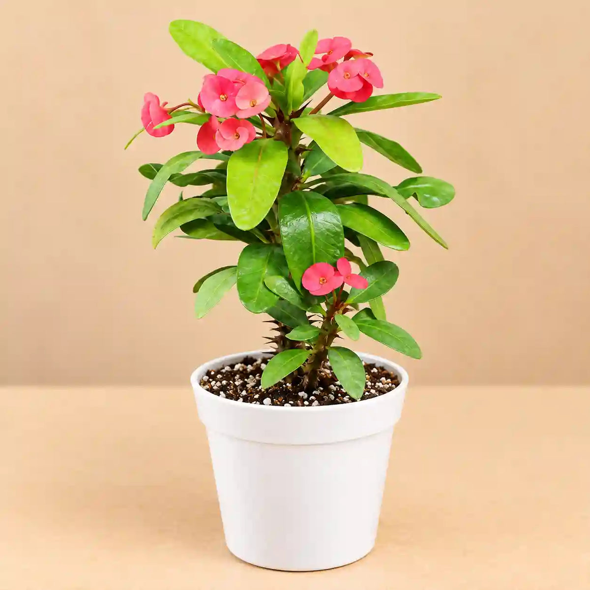 Euphorbia Milii Dwarf Red