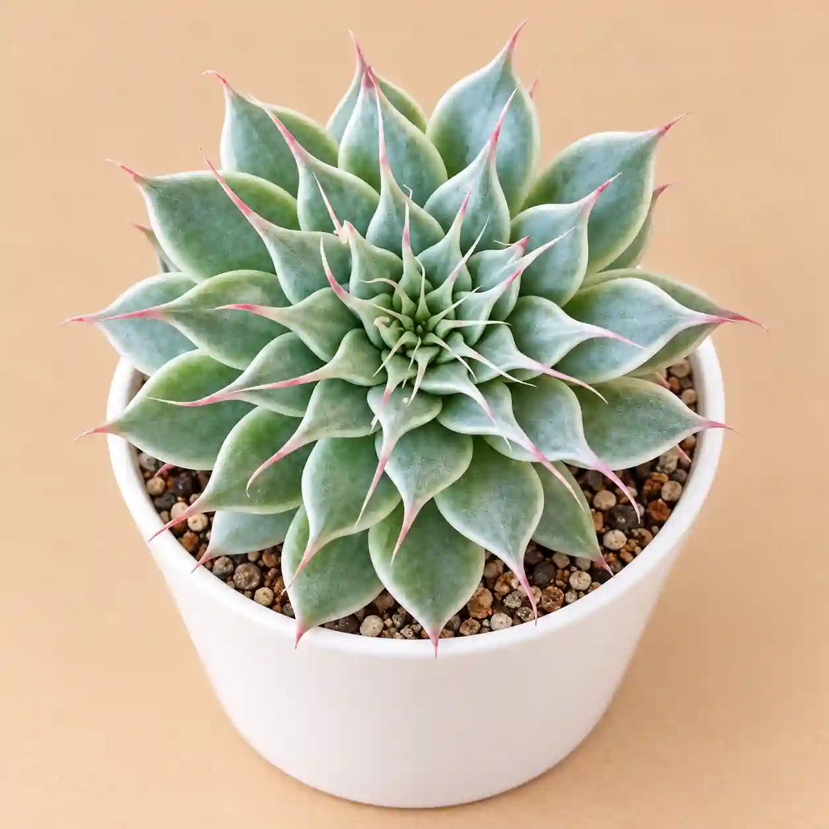 Graptoveria 'Silver Star'