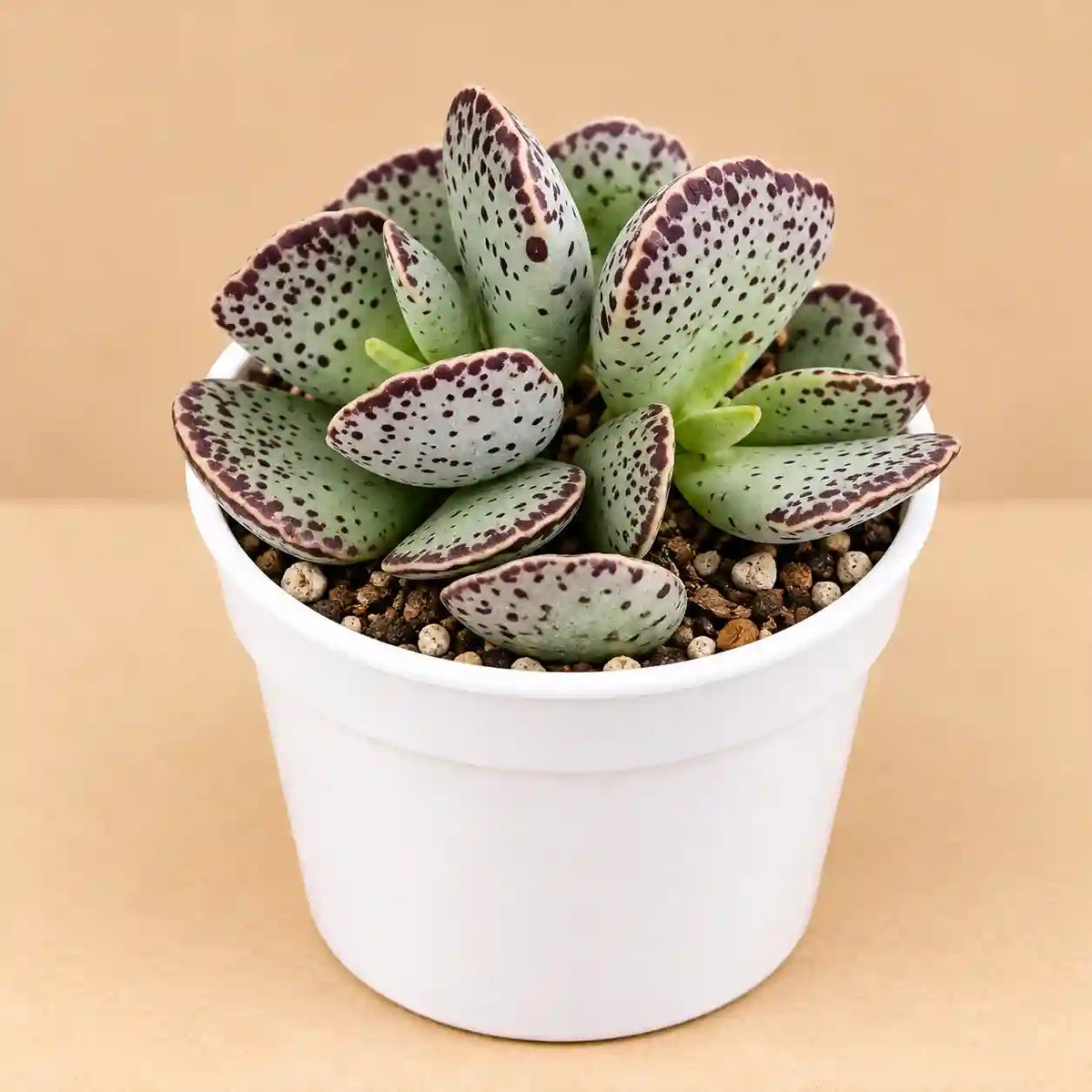 Adromischus Cooperi