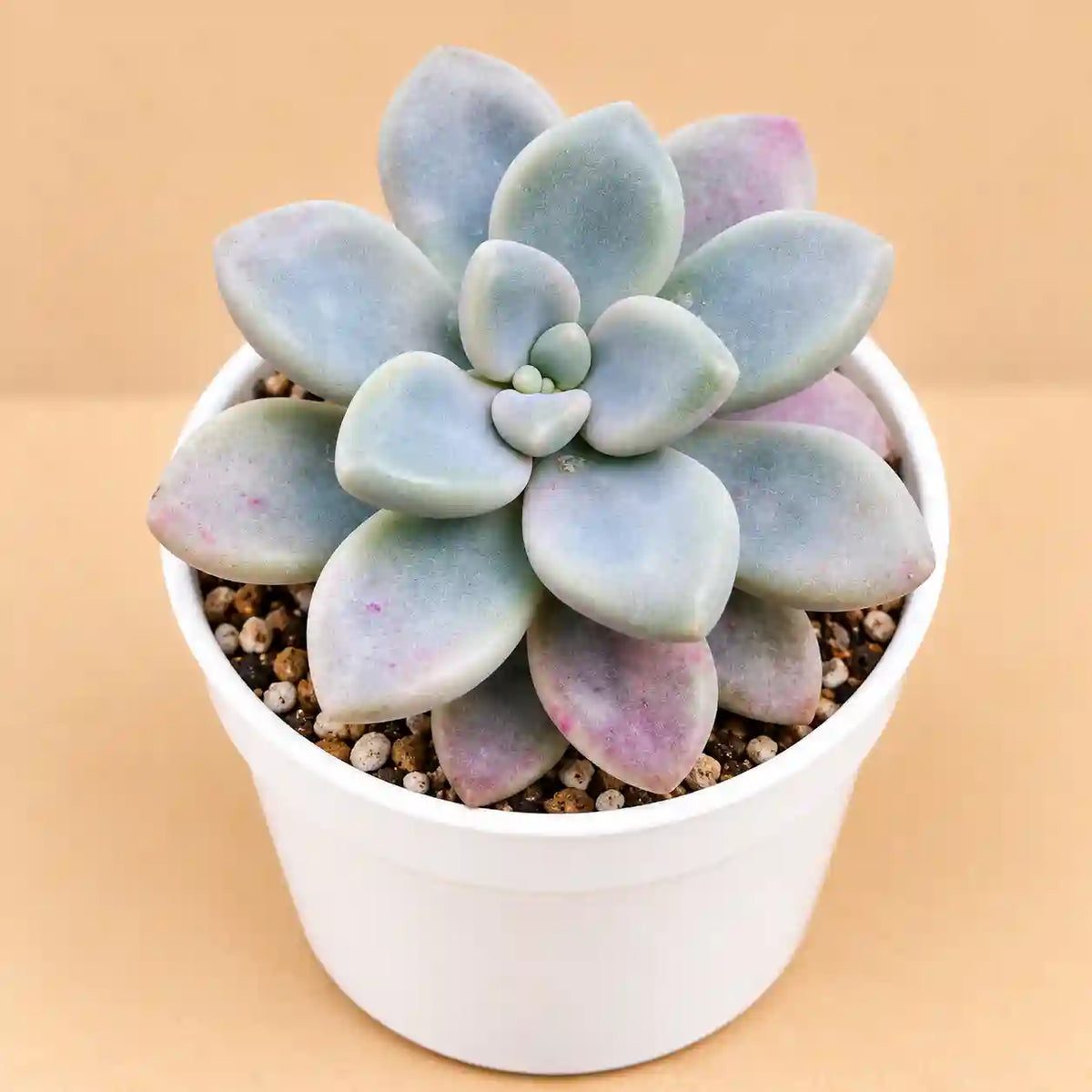 Graptopetalum Calavatum