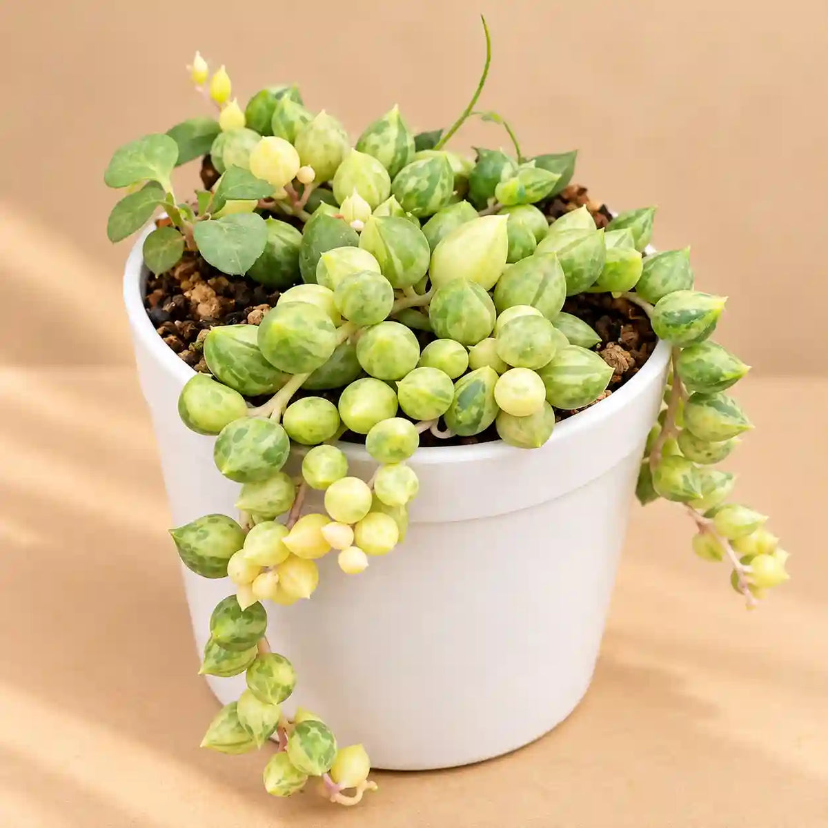 Variegated String Of Tears