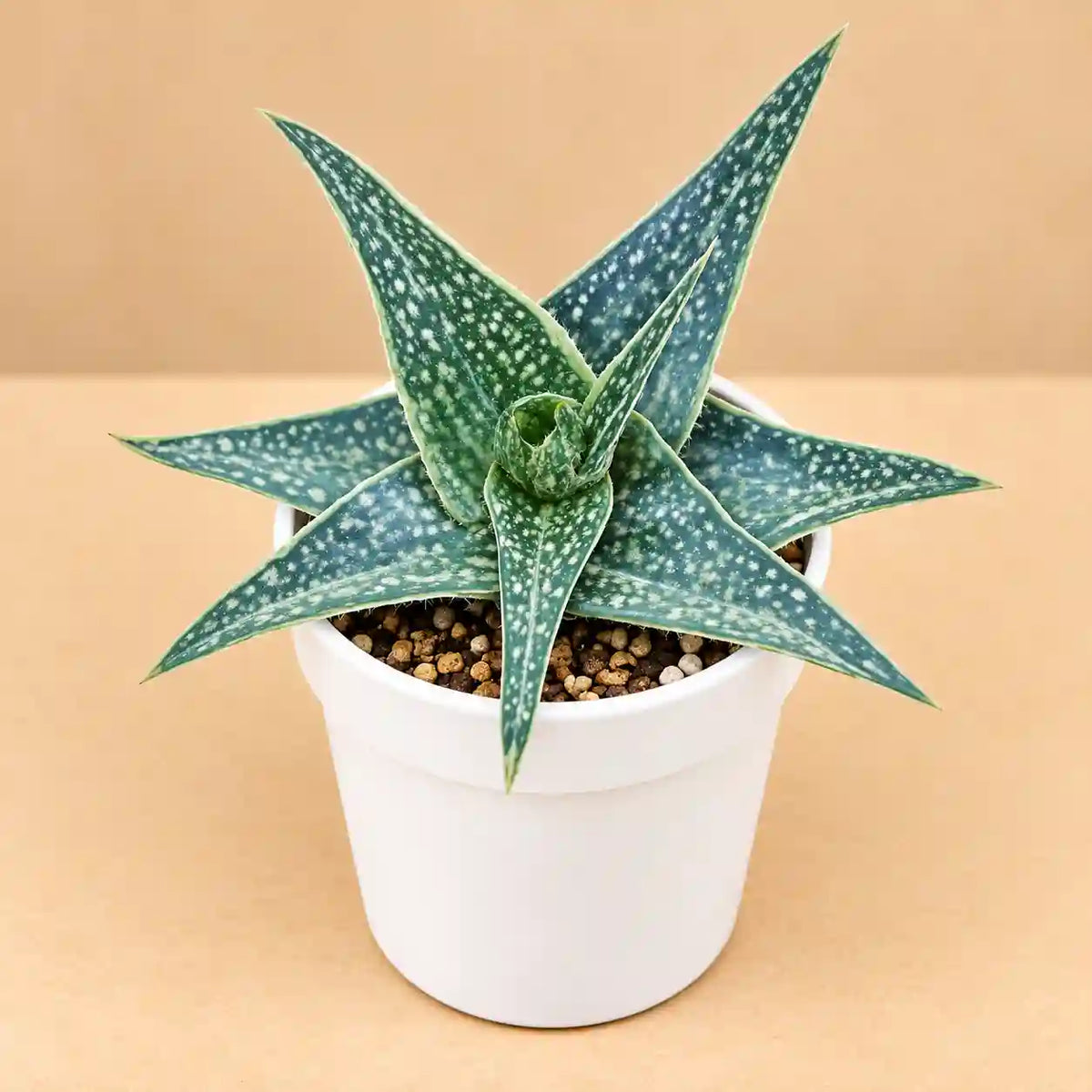 Aloe rauhii