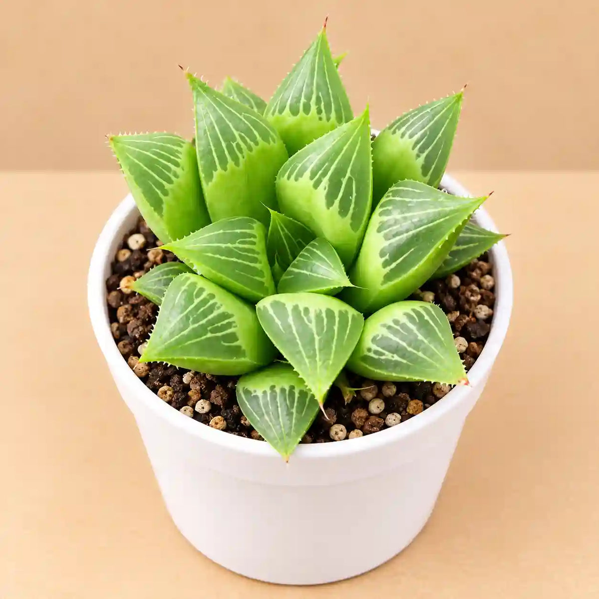 HAWORTHIA MIRABILIS