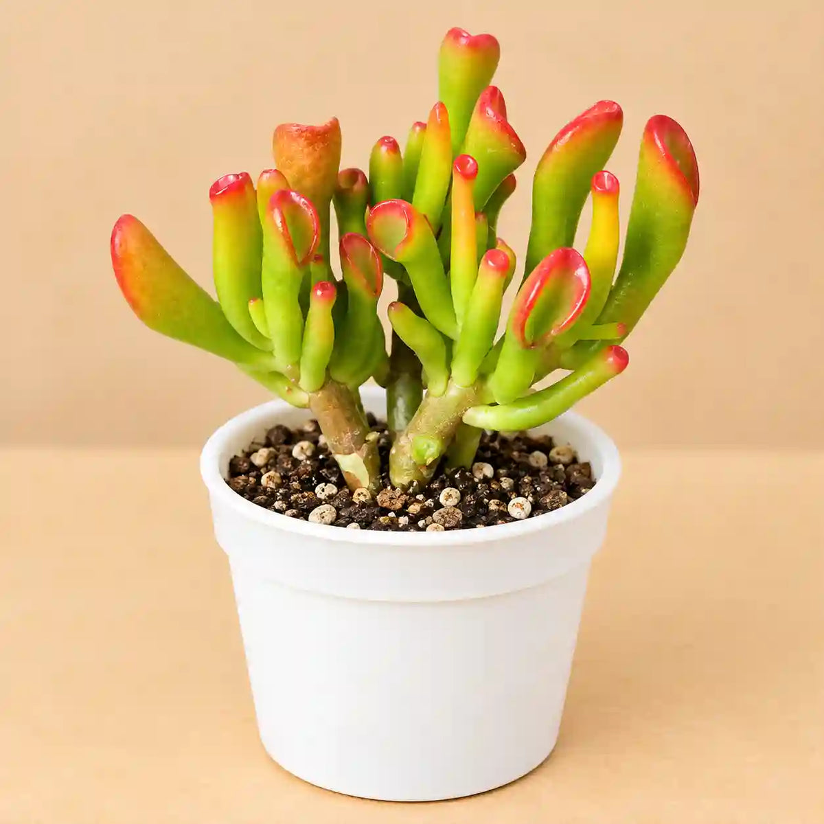 Variegated Gollum