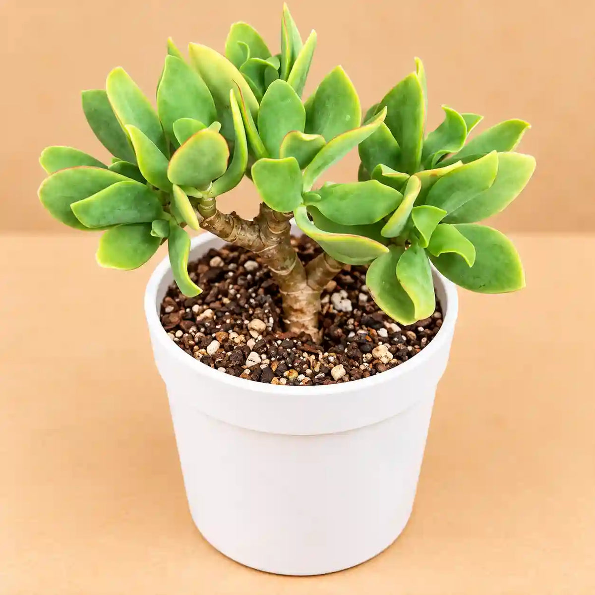 Crassulla Ruffells Jade