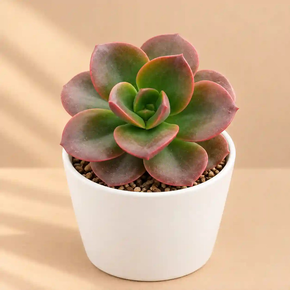 Echeveria Melaco