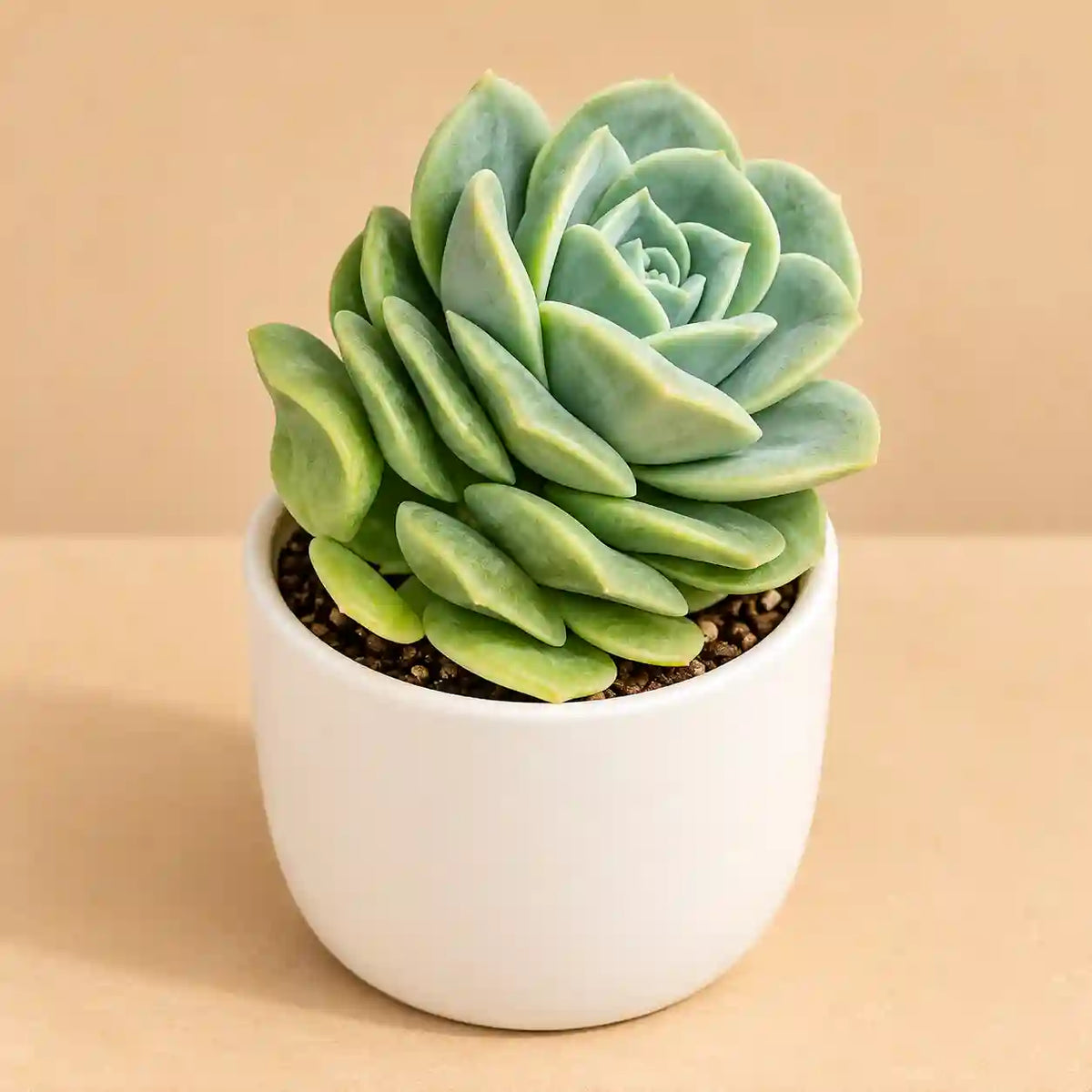 Graptoveria 'Lovely Rose'