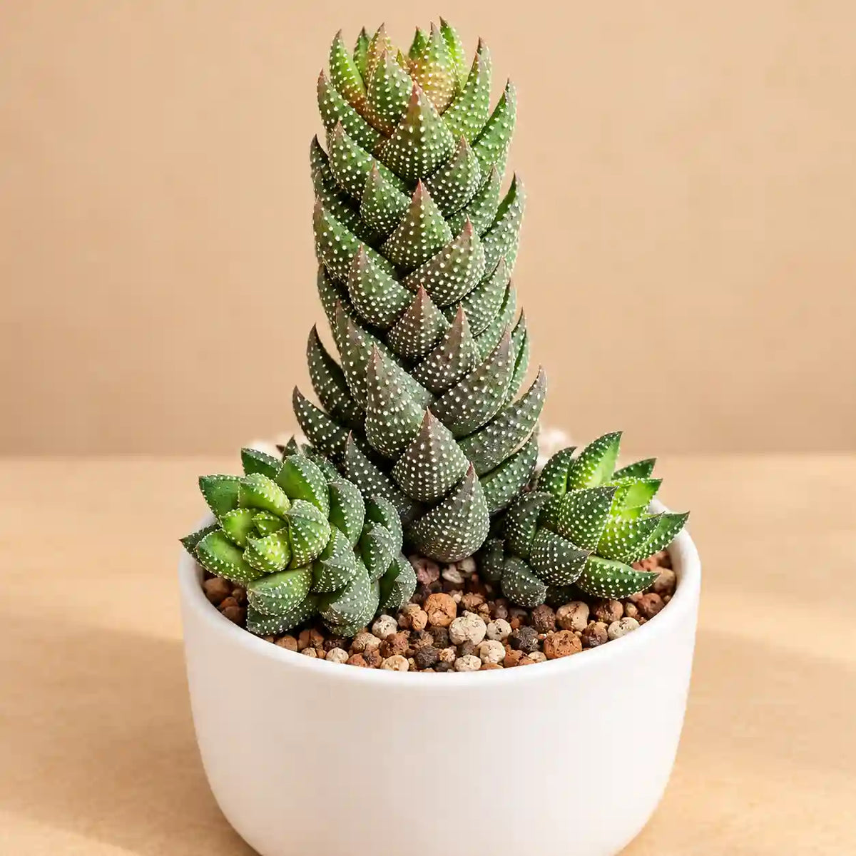 Haworthia Reinwardtii