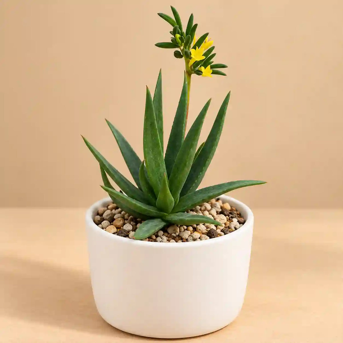 ALOE BLACK BEAUTY