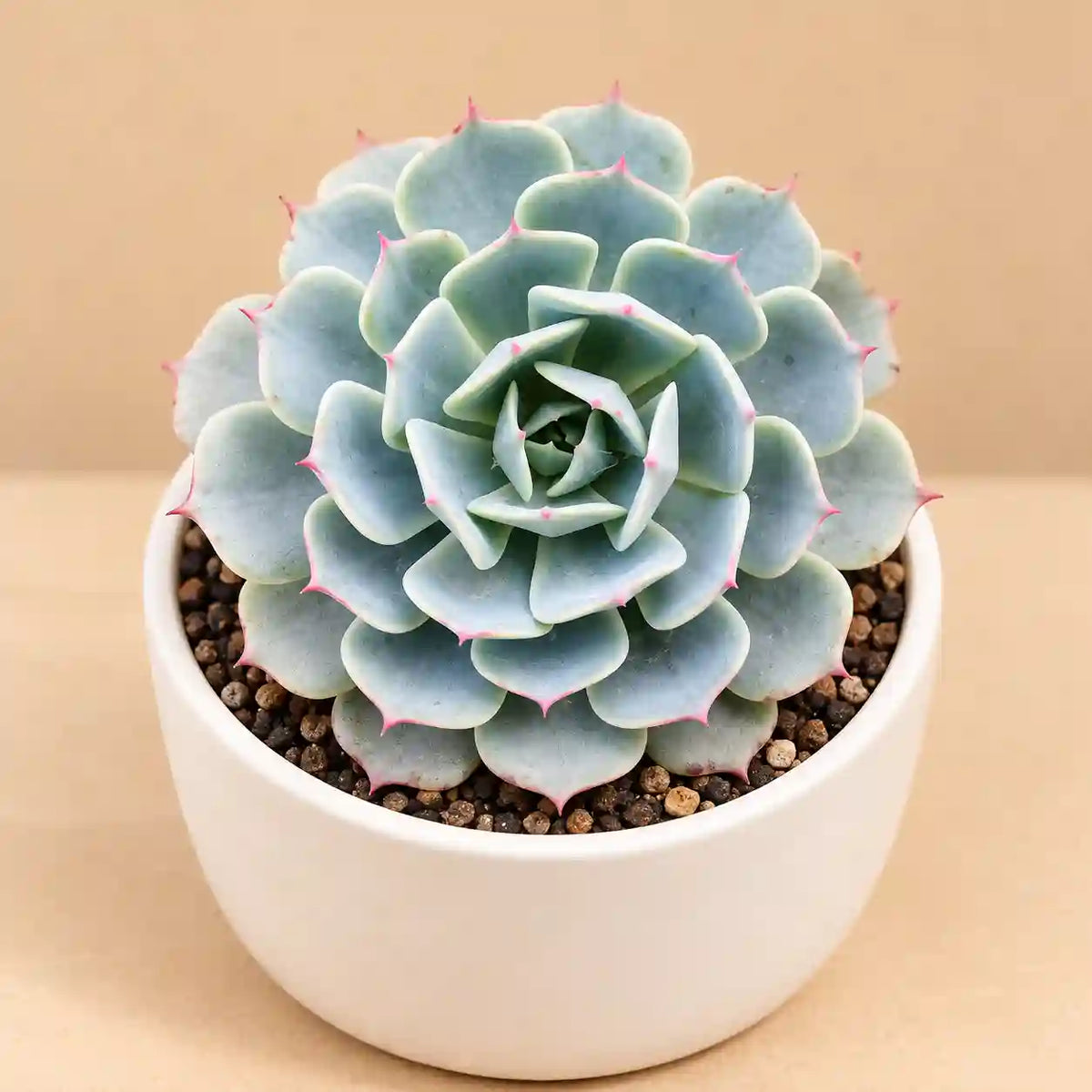 Echeveria Esther