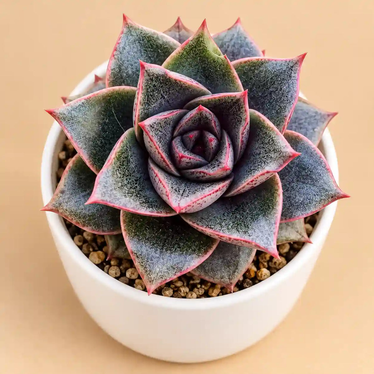 Echeveria Dionyosis