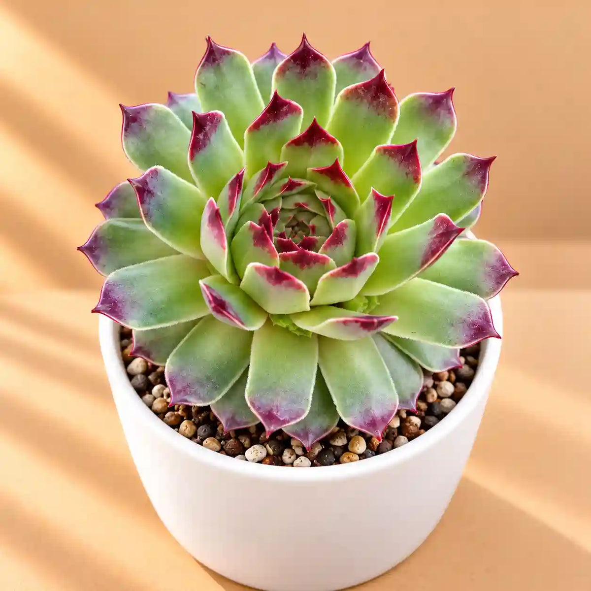 Sempervium Calcereum