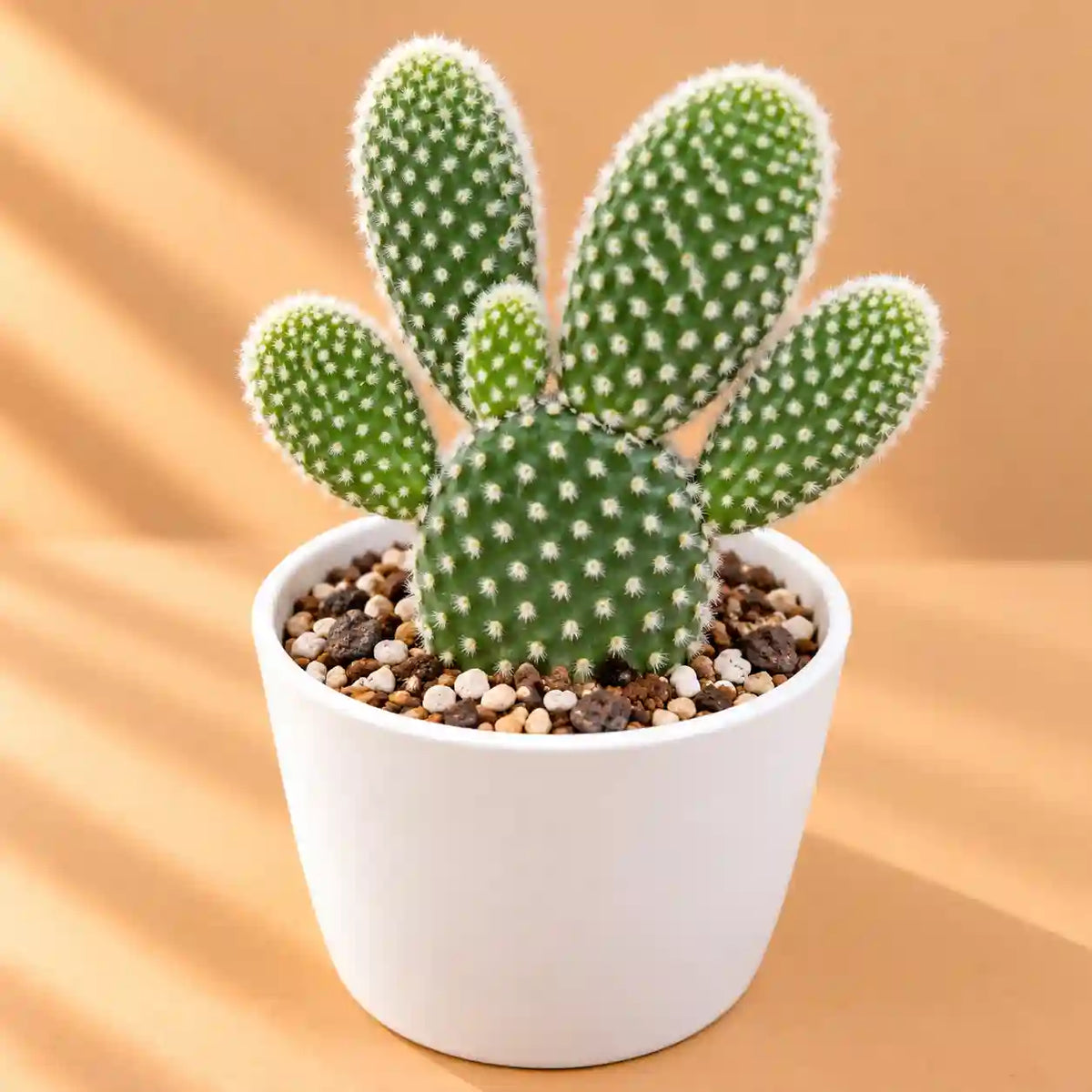 Opuntia microdasys var. albospina ‘White Bunny Ears'