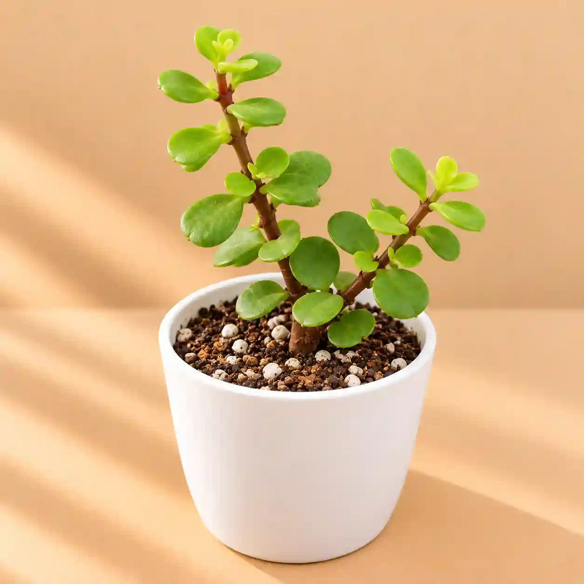Green Elephant Bush