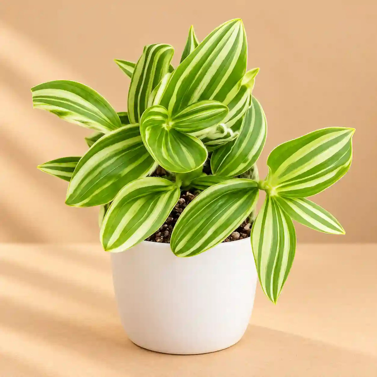 Tradescantia Pistachio White