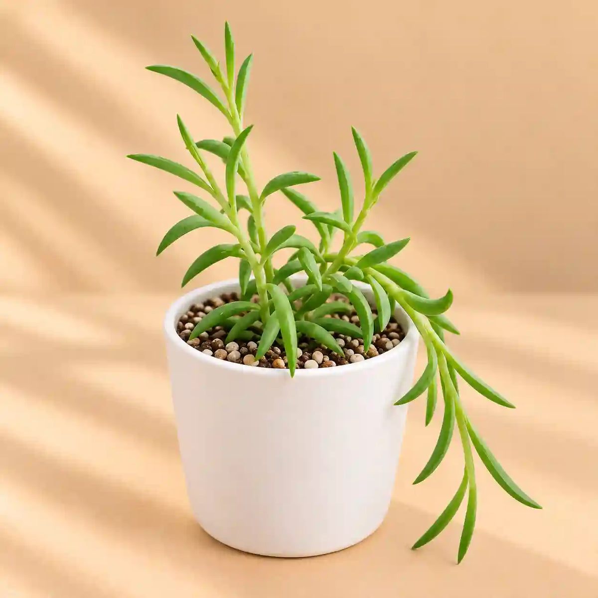String of banana