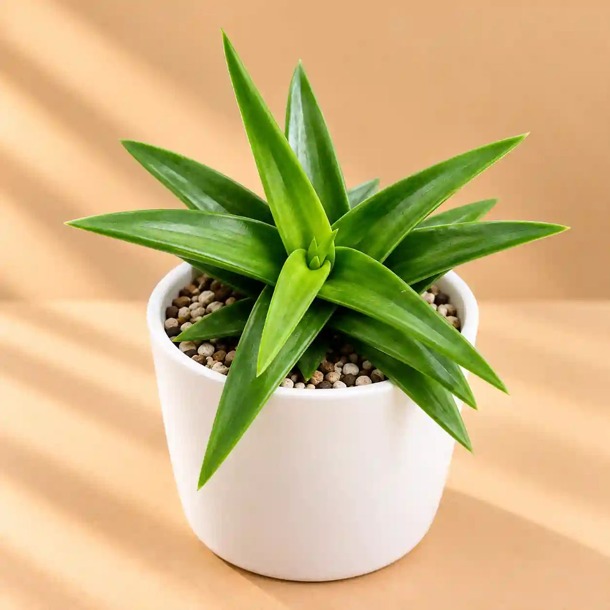 Aloe Wansley Green